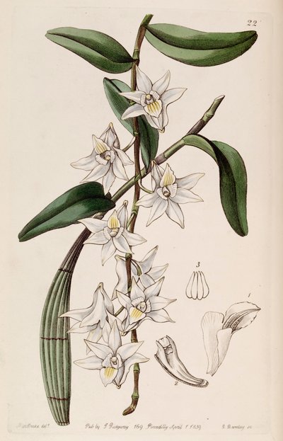 Dendrobium crumenatum by Miss Drake